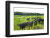 Black Angus Cattle on grassy field, Vermont, USA-null-Framed Photographic Print