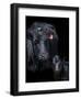 Black Angus-Barry Hart-Framed Art Print