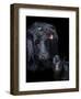 Black Angus-Barry Hart-Framed Art Print