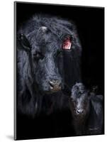 Black Angus-Barry Hart-Mounted Art Print