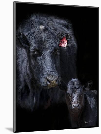 Black Angus-Barry Hart-Mounted Art Print