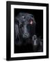 Black Angus-Barry Hart-Framed Art Print