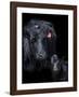 Black Angus-Barry Hart-Framed Art Print