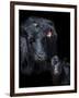 Black Angus-Barry Hart-Framed Giclee Print