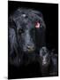 Black Angus-Barry Hart-Mounted Giclee Print