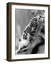 Black Ants and Black Fly-null-Framed Photographic Print