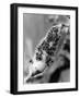 Black Ants and Black Fly-null-Framed Photographic Print