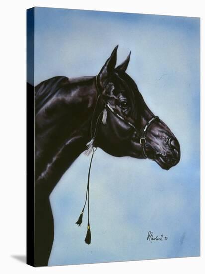 Black Arabian-Jenny Newland-Stretched Canvas