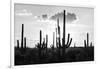 Black Arizona Series - Silhouettes of Cactus-Philippe Hugonnard-Framed Photographic Print