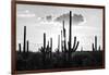 Black Arizona Series - Silhouettes of Cactus-Philippe Hugonnard-Framed Photographic Print