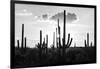 Black Arizona Series - Silhouettes of Cactus-Philippe Hugonnard-Framed Photographic Print