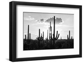 Black Arizona Series - Silhouettes of Cactus-Philippe Hugonnard-Framed Photographic Print