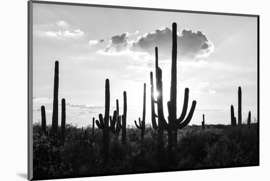 Black Arizona Series - Silhouettes of Cactus-Philippe Hugonnard-Mounted Photographic Print