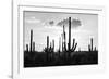 Black Arizona Series - Silhouettes of Cactus-Philippe Hugonnard-Framed Photographic Print