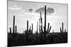 Black Arizona Series - Silhouettes of Cactus-Philippe Hugonnard-Mounted Photographic Print