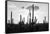 Black Arizona Series - Silhouettes of Cactus-Philippe Hugonnard-Framed Stretched Canvas