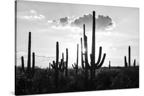 Black Arizona Series - Silhouettes of Cactus-Philippe Hugonnard-Stretched Canvas