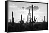 Black Arizona Series - Silhouettes of Cactus-Philippe Hugonnard-Framed Stretched Canvas