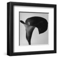 Black Arum II-Pierre Michaud-Framed Art Print