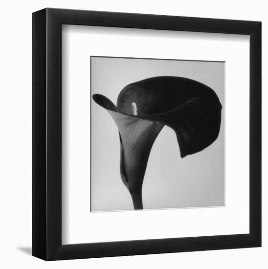 Black Arum II-Pierre Michaud-Framed Art Print