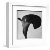 Black Arum II-Pierre Michaud-Framed Art Print