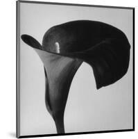 Black Arum II-Pierre Michaud-Mounted Art Print