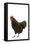 Black Australorp Chicken-null-Framed Stretched Canvas