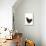 Black Australorp Chicken-null-Stretched Canvas displayed on a wall