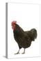 Black Australorp Chicken-null-Stretched Canvas