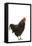 Black Australorp Chicken-null-Framed Stretched Canvas