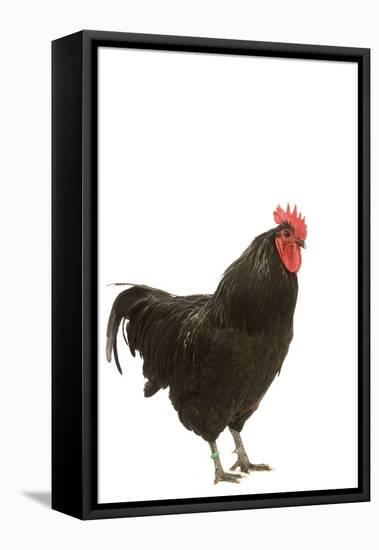 Black Australorp Chicken-null-Framed Stretched Canvas