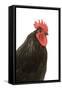 Black Australorp Chicken-null-Framed Stretched Canvas