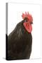 Black Australorp Chicken-null-Stretched Canvas