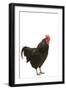 Black Australorp Chicken-null-Framed Photographic Print