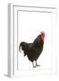 Black Australorp Chicken-null-Framed Photographic Print