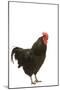 Black Australorp Chicken-null-Mounted Photographic Print