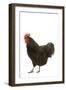 Black Australorp Chicken-null-Framed Photographic Print