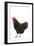 Black Australorp Chicken-null-Framed Photographic Print