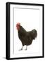 Black Australorp Chicken-null-Framed Photographic Print