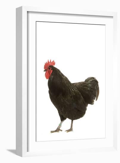 Black Australorp Chicken-null-Framed Photographic Print