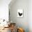 Black Australorp Chicken-null-Mounted Photographic Print displayed on a wall