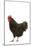 Black Australorp Chicken-null-Mounted Photographic Print