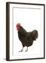 Black Australorp Chicken-null-Framed Photographic Print