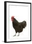 Black Australorp Chicken-null-Framed Photographic Print