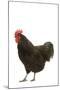 Black Australorp Chicken-null-Mounted Photographic Print