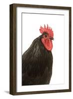 Black Australorp Chicken-null-Framed Photographic Print