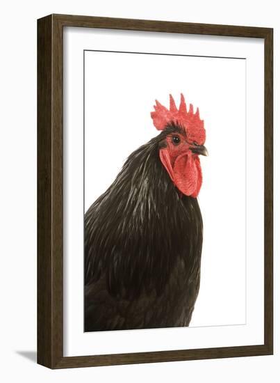 Black Australorp Chicken-null-Framed Photographic Print