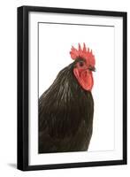 Black Australorp Chicken-null-Framed Photographic Print