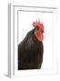 Black Australorp Chicken-null-Framed Photographic Print