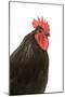 Black Australorp Chicken-null-Mounted Photographic Print